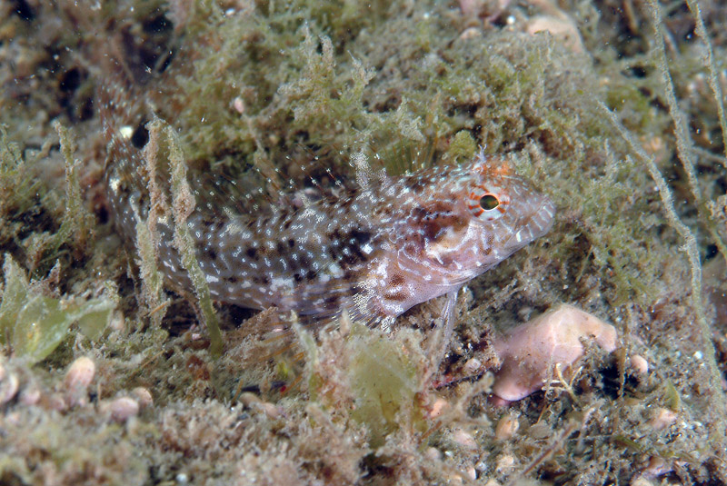 Parablennius incognitus, P. zvonimiri, P. pilicornis